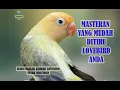 Download Lagu SUARA BURUNG LOVEBIRD NGETIK NGEKEK PANJANG COCOK UNTUK MASTERAN