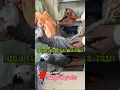 Download Lagu Parrot 🦜 feathers 🪶 trimmed #talkingparrot #parrot #trending #ytshorts #shorts #africangreyparrots