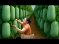 Download Lagu Harvesting Squash Garden Goes To The Market Sell, Cooking For Livestock | Ly Thi Ca Bushcraft
