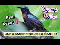 Download Lagu Masteran King Konin Super Ganass‼️😱  suaranya mantap bgt