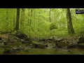 Download Lagu 30 minutes of Relaxing Bird chirping Sounds, River flowing for Sleeping, Meditation, Relaxation