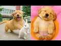 Download Lagu Baby Dogs 🔴 Funny and Cute Dog Videos Compilation #15 | 30 Minutes of Puppy Videos 2025
