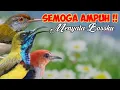 Download Lagu Suara Pikat Burung Kecil Kombinasi Sogon Ribut,Prenjak Lumut,dan Kemade