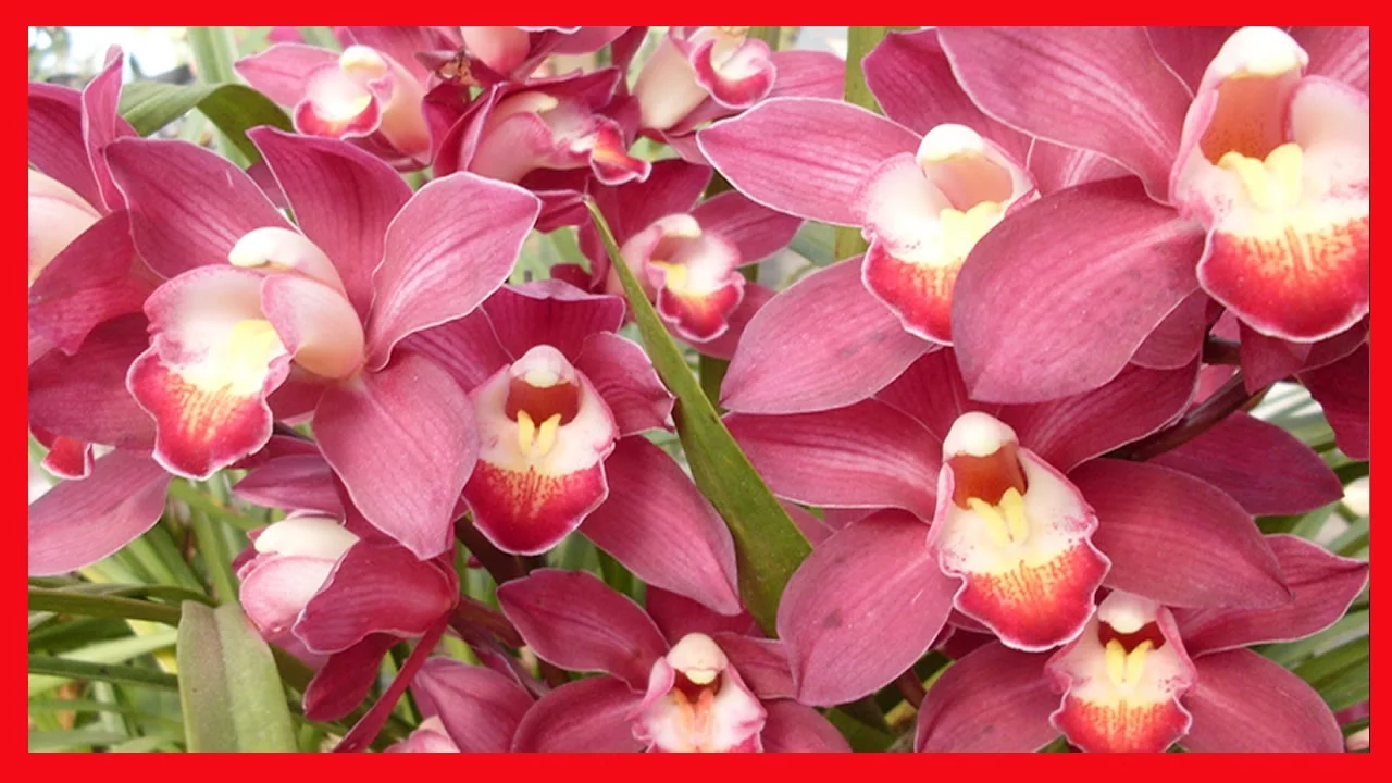 CUIDADOS ORQUÍDEAS APRENDA COMO FAZER SUA ORQUÍDEA DAR MAIS FLORES EM MENOS TEMPO PASSO A PASSO