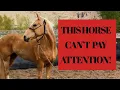 This Horse can t pay ATTENTION See how to use Science Based Horsemanship