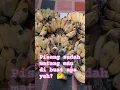 Download Lagu Buat apa ya? #pisang #buahbuahan #gorengan #pisanggoreng