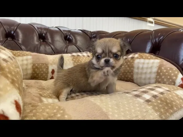 動画