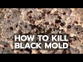 How to Kill Black Mold Safely Forever