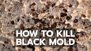 How to Kill Black Mold Safely Forever