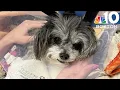 Woman due in court after Everett dog attack