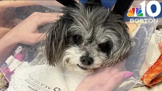 Woman due in court after Everett dog attack