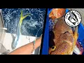 BROWN TROUT DROPPING DOLLYS - Pearl Perch Pink Snapper Fishing Charter Coral Bay