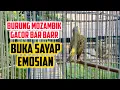 Download Lagu BURUNG MOZAMBIK GACOR BUKA SAYAP NGERIHHHH