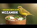 RAHASIA 5 MAKANAN BURUNG MOZAMBIK CEPAT GACOR \u0026 BERSUARA MERDU (Pakan Harian Wajib!) #BurungMozambik