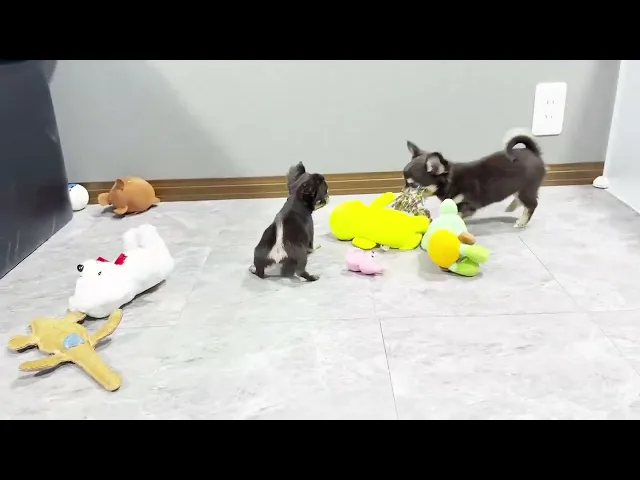 動画