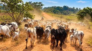 TIVEMOS QUE RETIRAR O GADO DA FAZENDA PARA NÃO MORRER DE FOME 😭