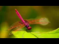 Steve Quayle and Henry Gruver Part 1 of 2 2016