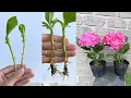 Download Lagu Hoe hortensia's met takken te kweken | Hortensia paniculata
