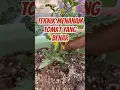Lagu Teknik Menanam Tomat yang Benar