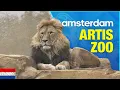 Download Lagu ARTIS - Amsterdam Royal Zoo 🇳🇱