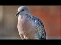 Download Lagu suara burung tekukur  mp3 tampa iklan