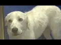25 animals removed from home in Jackson County neglected and abused