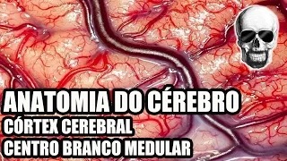 Vídeo Aula 134 - Sistema Nervoso/Neuroanatomia: Anatomia do Cérebro (Córtex Cerebral) - Telencéfalo