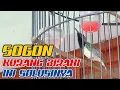 Download Lagu Cara Mudah Menaikan Birahi Sogon || Auto Langsung Moncer Gak Ngobra - Ngobra Lagi 😱😱