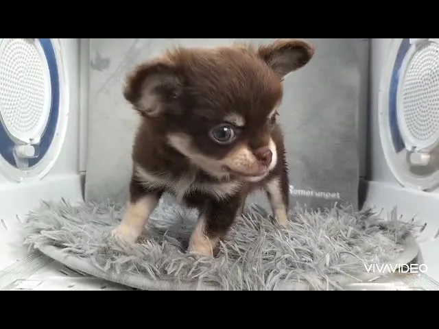 動画