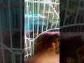 Download Lagu Anak burung gembala kerbau..