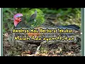 Download Lagu Niatnya berburu Tekukur// Tiba tiba terdengar Suara ayam hutan.