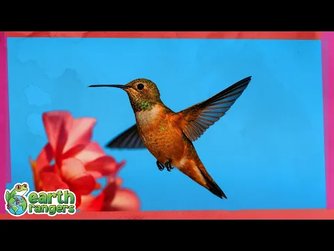 Flying Hummingbird
