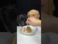 Lagu Who Decided Three Meals a Day Was Enough? Golden and Labrador. Cute Pet Debut Plan