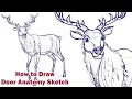 Draw a Deer Anatomy Learn How to draw animal anatomy