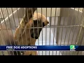Donor helps to make free animal adoptions available at Modesto shelter