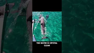 Cat Island Bahamas, Why WE LOVE it here. #bahamas  #shorts #catisland  The Foster Journey