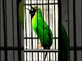 Download Lagu Cucak ijo tembakan besetan kasar suara mesin jahit #kicaumania #burungcucakijogacor #burung