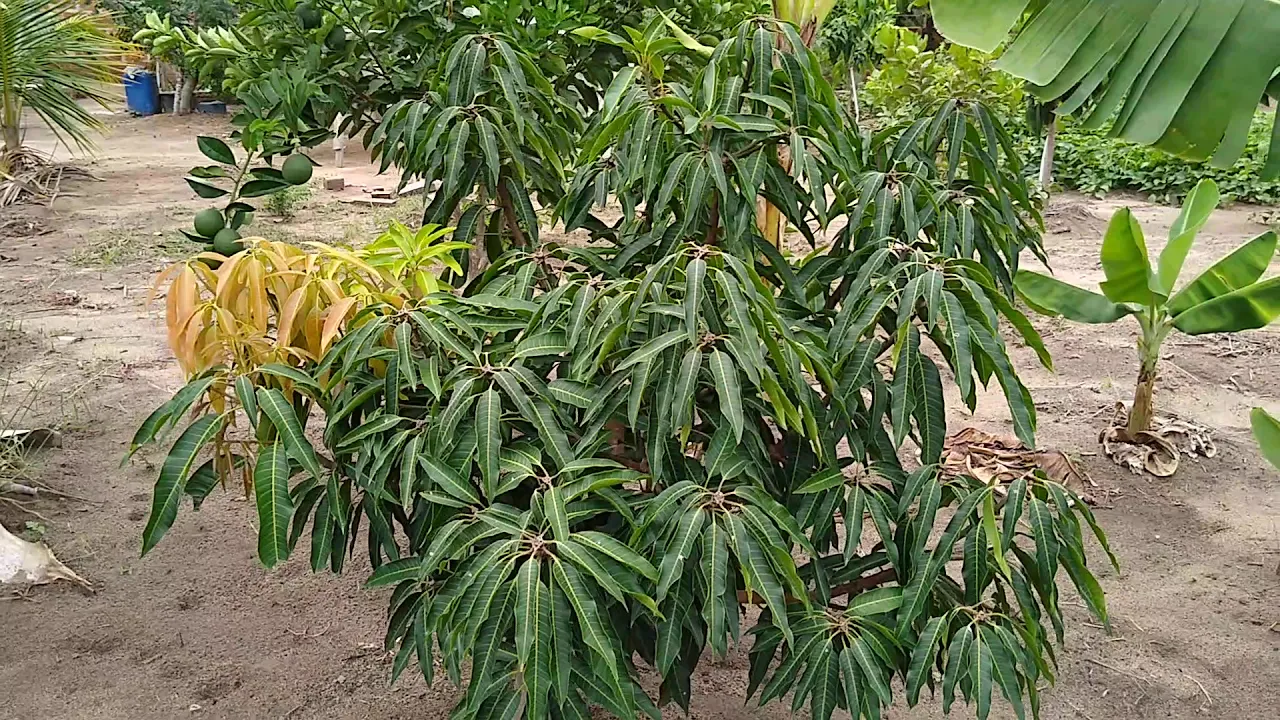 PLANTE SEMPRE UM POUCO DE TUDO