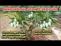 Download Lagu Cara jitu memaksa pohon mangga kecil bisa berbuah dengan cepat