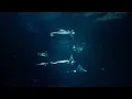 Ocean Aquarium • NOT AI • Relaxing Underwater Sounds (no music)