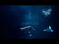 10 hour Massive 4k Fish Tank • Underwater Ocean Sleep Sounds • no music
