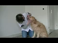 Download Lagu Instructiefilm tanden poetsen bij de hond, Dierenkliniek Rijen