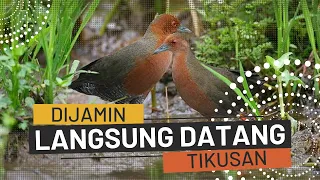 suara pikat burung tikusan mata merah beker suarapikatbeker