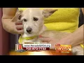 Adopt a pet from NevadaSPCA in Las Vegas