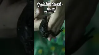 خدعة الضفدع المغلى خد بالك خرافة الضفدع المغلى أكبر كذبة علمية خدعت العالم خرافات علمية 