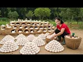 Download Lagu Harvesting Ducks And Eggs From The Village Pond - To Sell At The Countryside Market