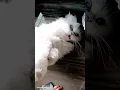 Download Lagu Ohh God!!!🙀 Naughty😸🐈😘 @bellatheprincess #mew #catsfancy #shorts #catlover