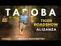 Download Lagu Tiger Roadshow in Tadoba! 🐅 Kalua Blocks Jeep | Alizanza Safari | 4K UHD Wildlife Documentary | Ep 3
