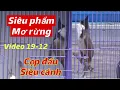 Lagu  SIÊU PHẨM MƠ RỪNG - CỌP ĐẤU SIÊU BUNG CÁNH // THANH LÝ SẬP SÀN - CHÀO MÀO TỐ CHẤT