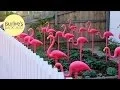 Burke s Backyard Pink Flamingo Garden